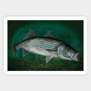 Striped Bass in Blue Green Depths, Ocean Fishing Sticker